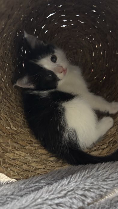 котики желтый и черная