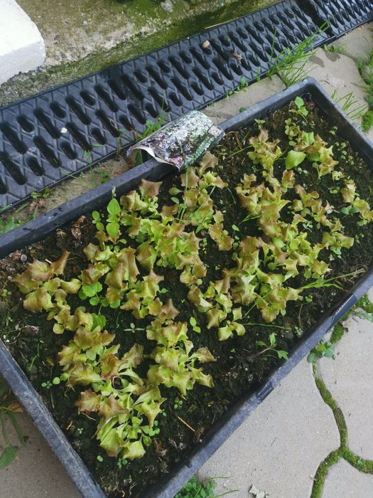 Fac răsaduri la comanda.