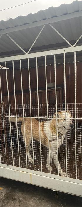 САО,Алабай,Тобет.