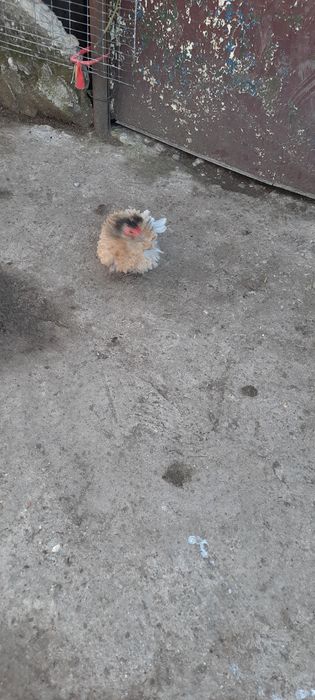 Vind păsări de tara