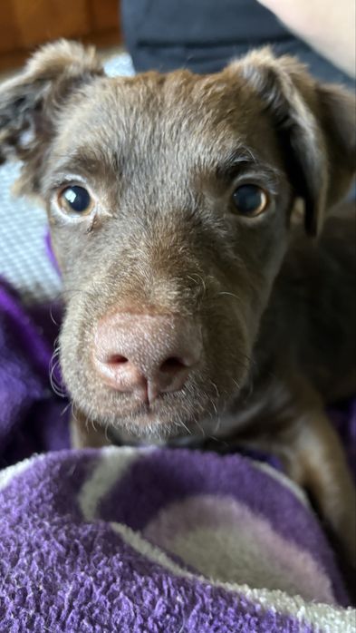 donez catel, talie mica