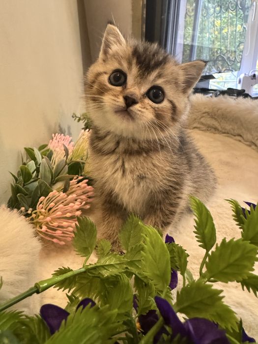 Продаются котята, разных окрасов