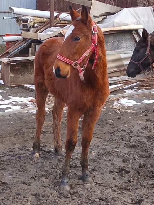 Продам жеребёнка