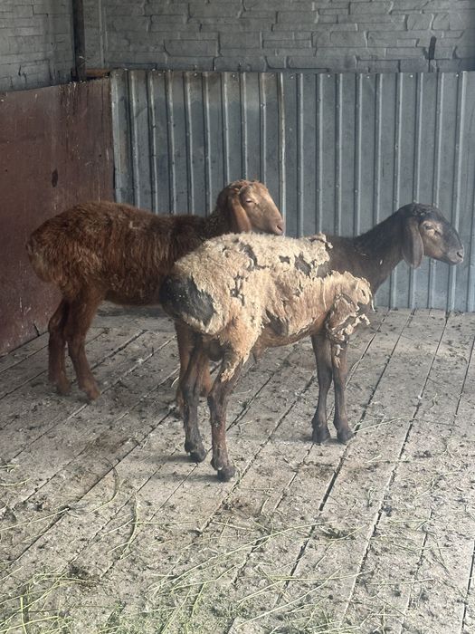 Продается Барашки породы арашан