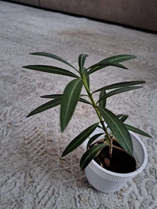 Продам отросток розового олеандра