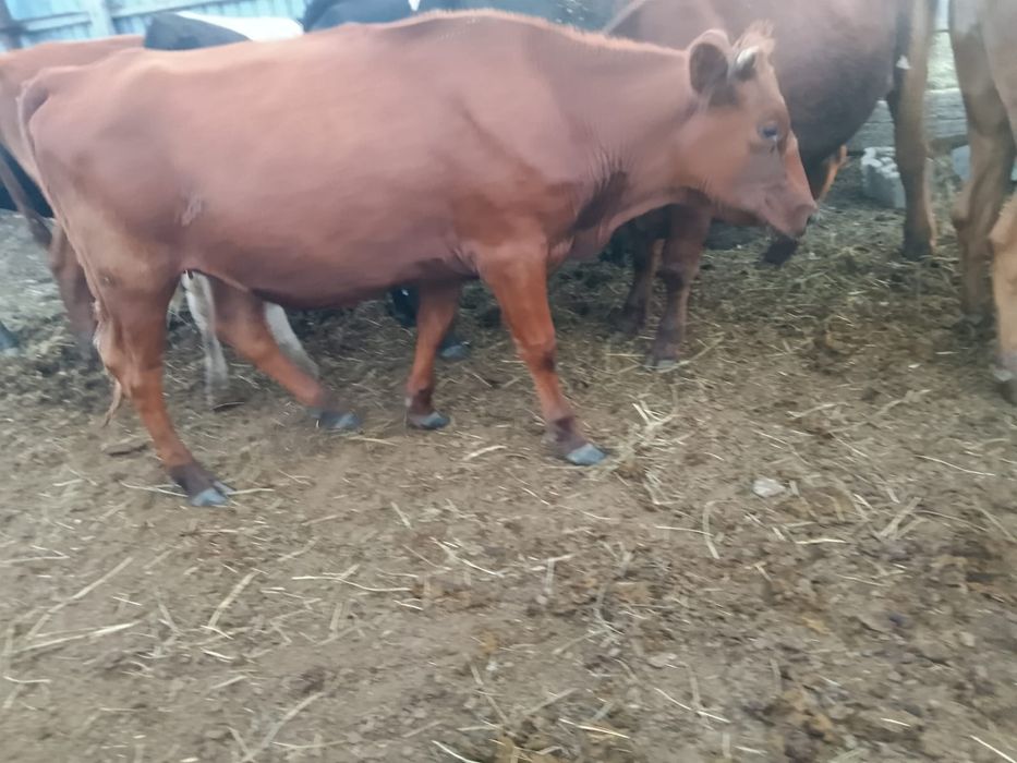 Продам трёх телок одного быка