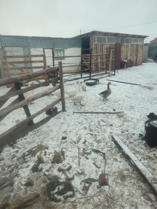 Срочно продам семью гусей