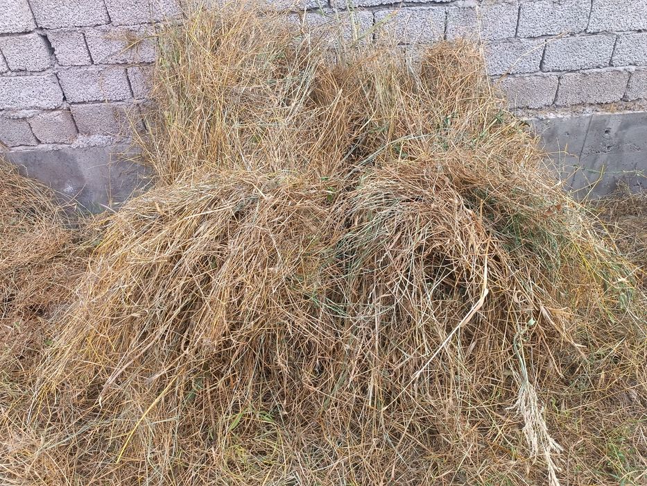 BEDA CHOP Sotiladi