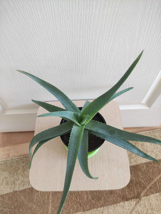 Алоэ против простуды 2000