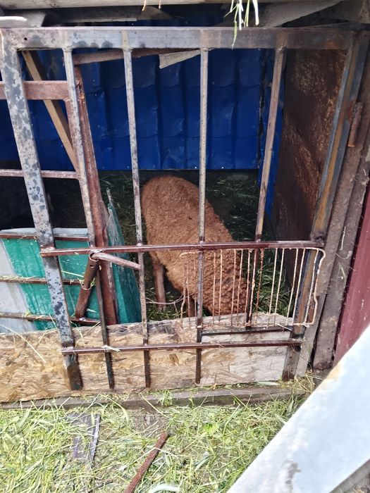Продам ягнят три штуки