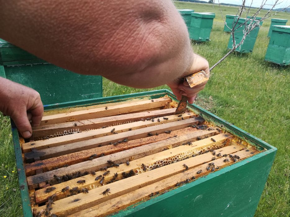 Miere de albine poliflora