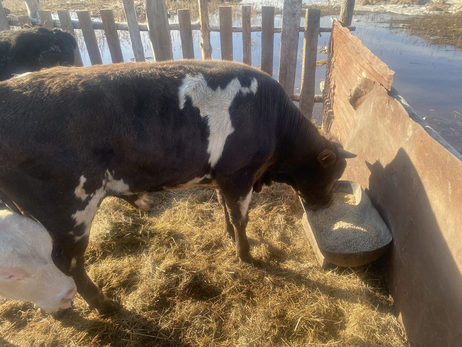 Продам упиттанного бычка