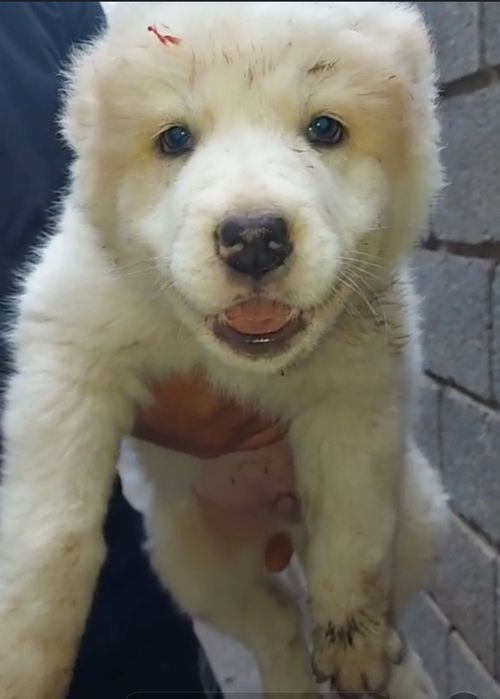 Сабака еркек кушык