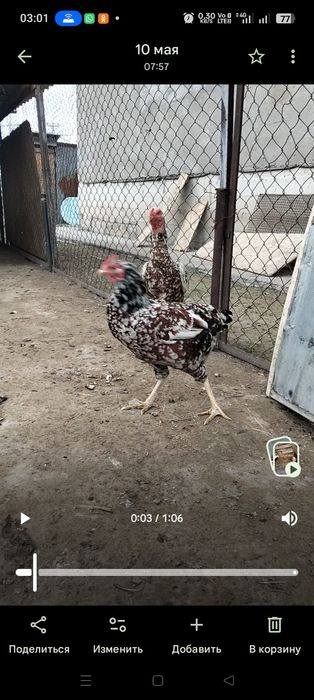 Продам даканок бойцовых