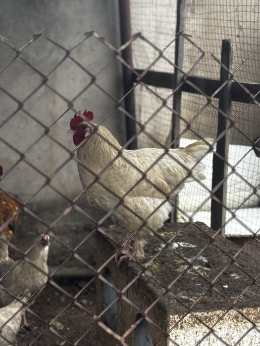 Петух кораз сатылады