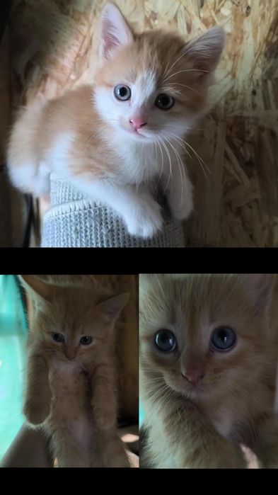 Котята заботливым хозяевам