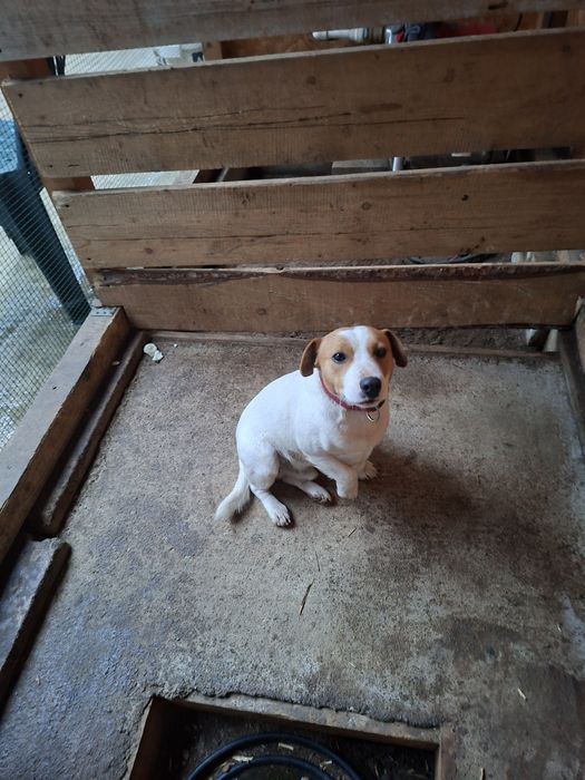 Vind căței Jak Rusel Terier