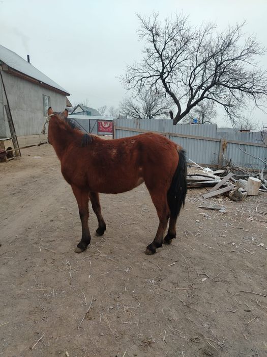 Ұрғашы тайлар сатылады