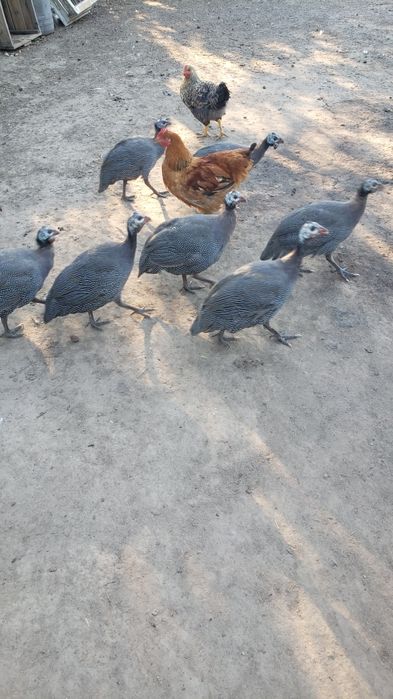 Bibilici 99 lei bucata