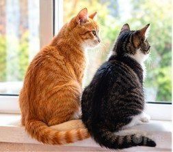 Котики в добрые руки даром