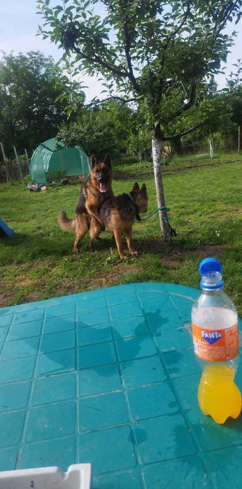 Малки немски овчарки