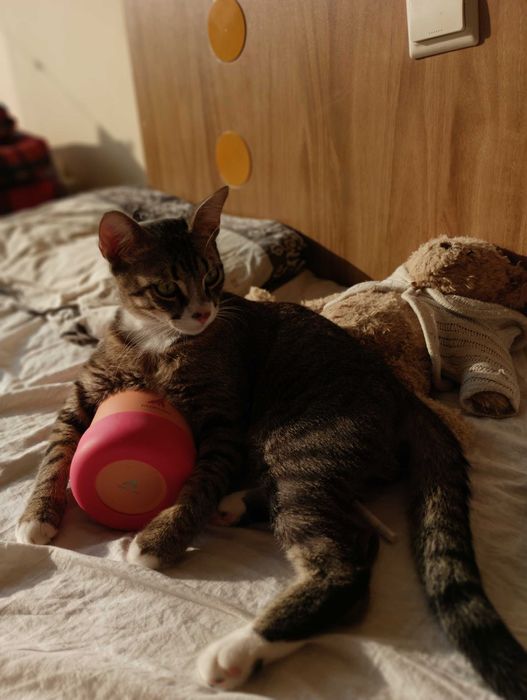 котки котки котки