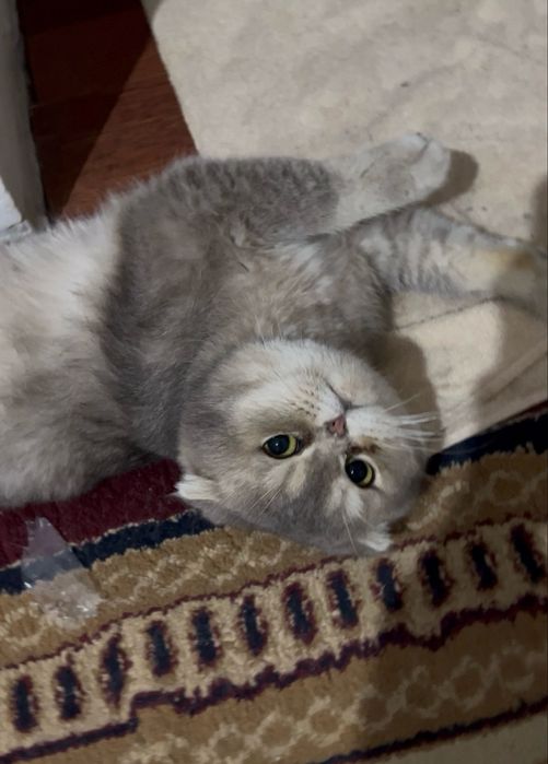 Скоттиш фолд Вязкага бор