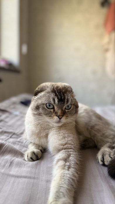 Кошка для вязки бесплатно