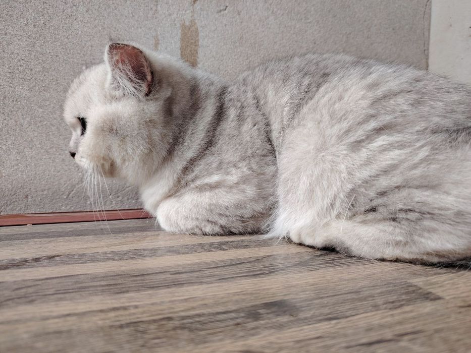 Продаётся котёнок серебристая шиншилла