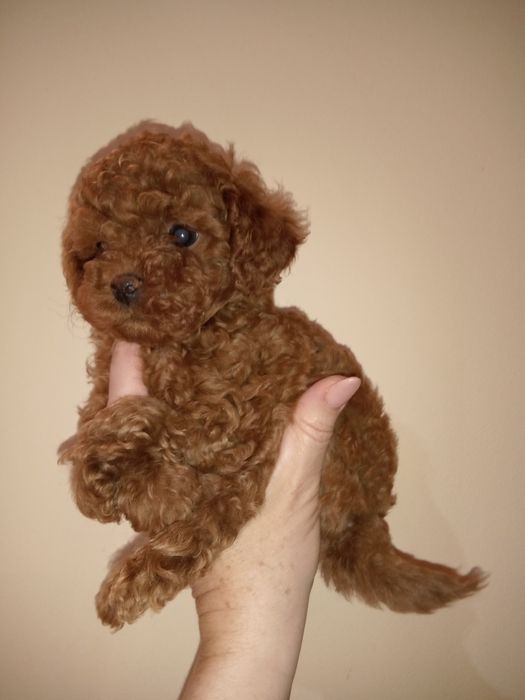 Pudel mini toy red