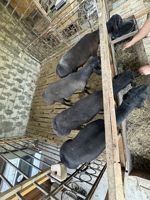 Кучкорлар сотилади