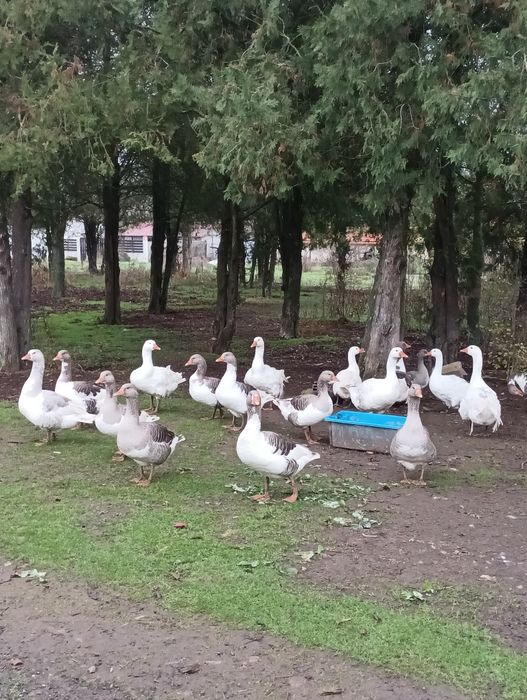 Селски местни гъски