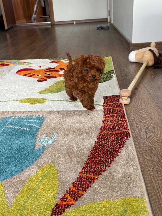 Пудел той момче