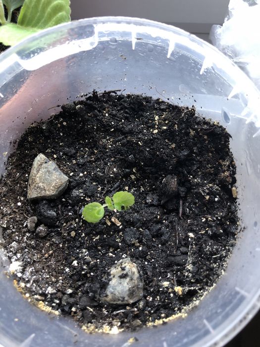 Цветок Глоксиния