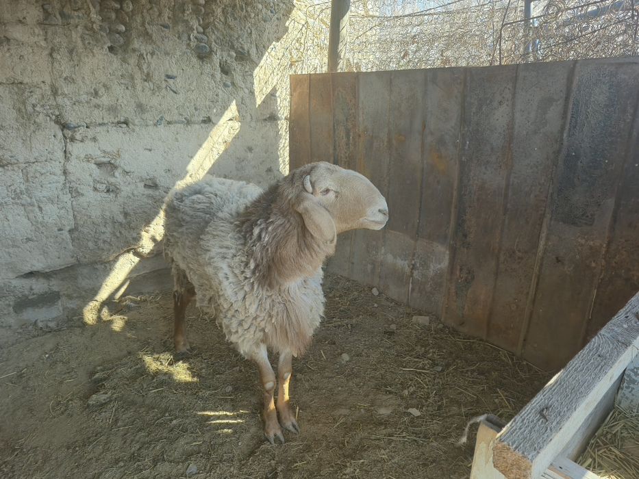 Қой Қошқар Арашан