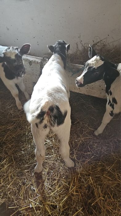 Vând viței belgieni