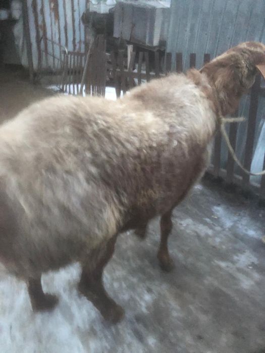 Продам Барана Матка Гисар