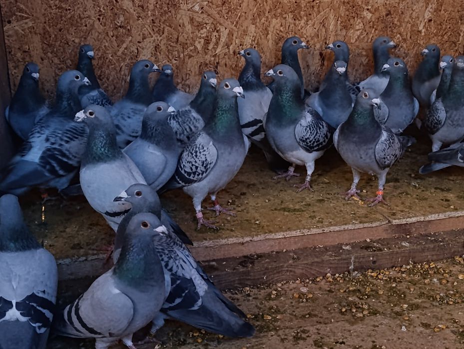Porumbei voiajori de vânzare