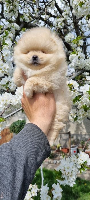 Померан померанче