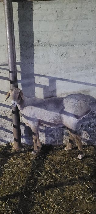 Qòy sovluq sotiladi