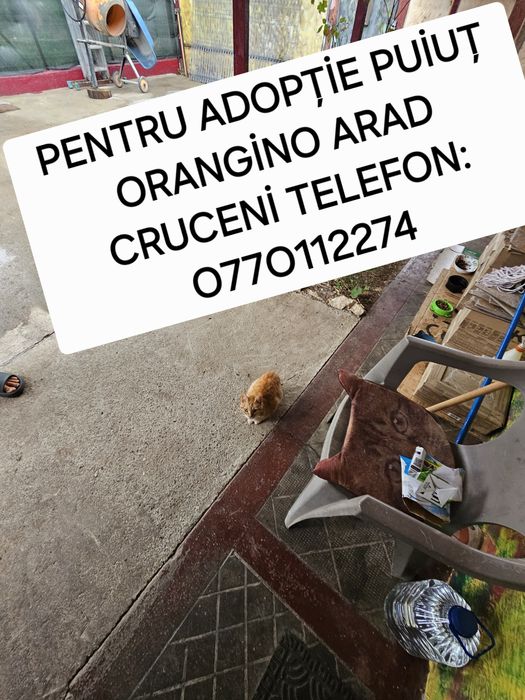 Adopție îngeraș drăgălaș