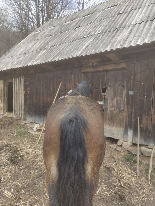 Vând mânză de 3 ani