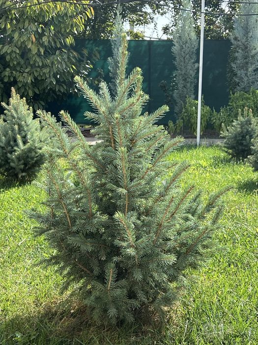 Goluboy yel,Голубая ель