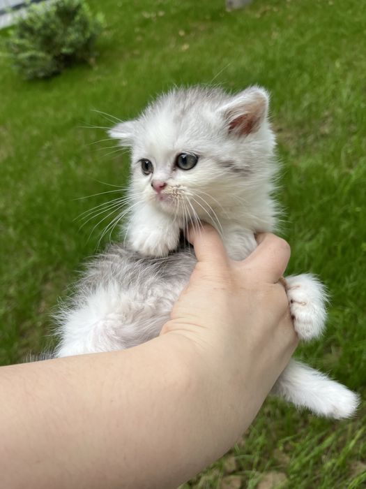 Кот скоттиш фолд