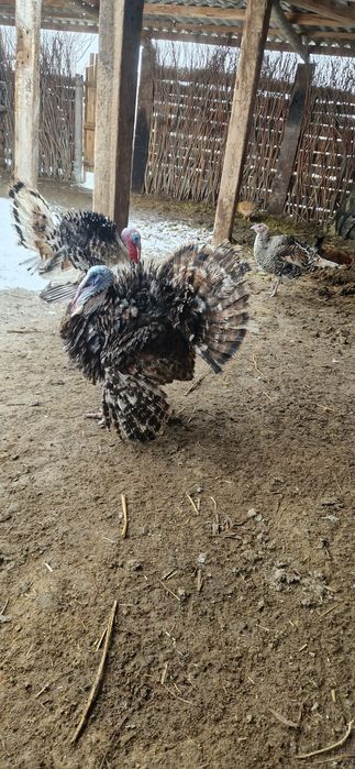 Индук қораз 1шт .