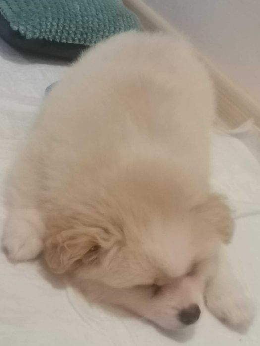 Мъжко Кученце Померан