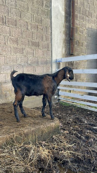 Țăpișor Anglo Nubian
