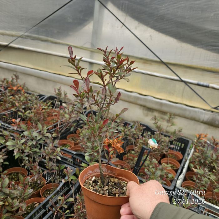 Фотиния кучатларига заказ оламиз оптом