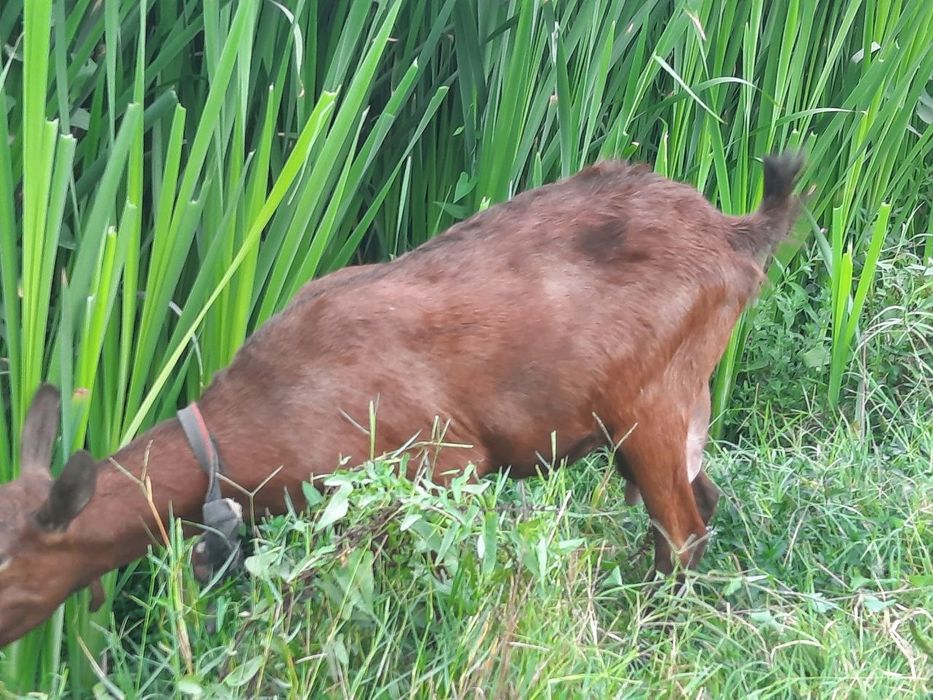 Mursiana zotli granadina