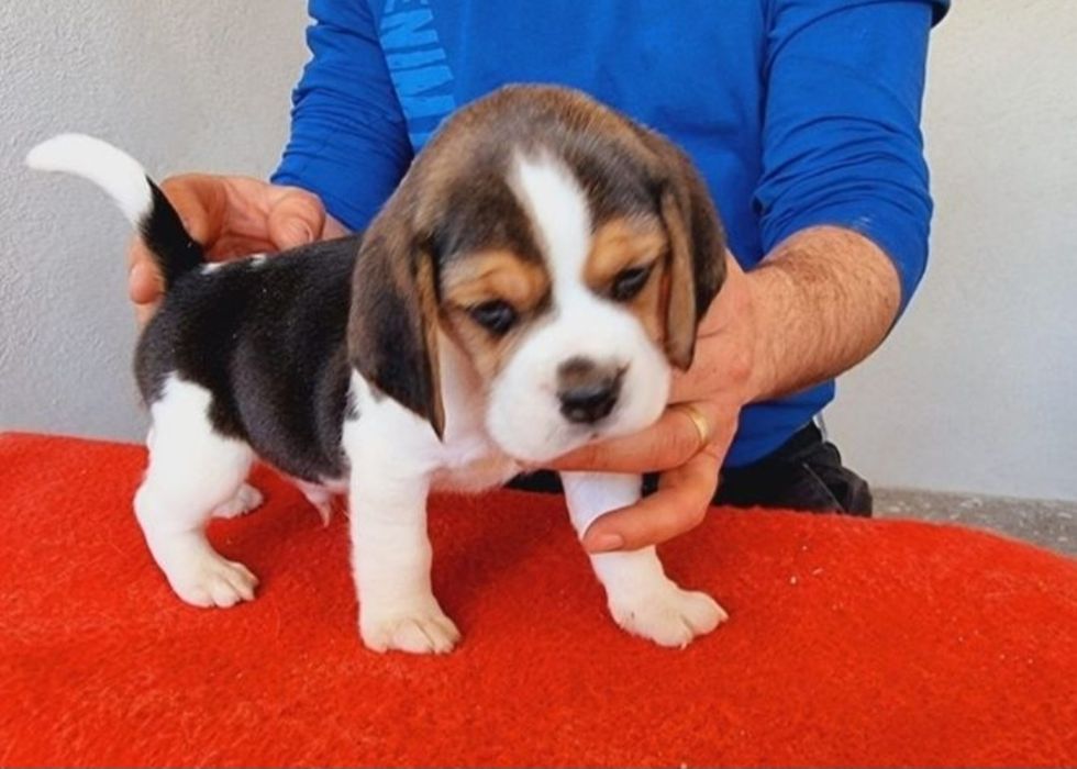 Beagle pui tricolor Otopeni • OLX.ro